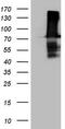 Fermitin family homolog 3 antibody, M05406, Boster Biological Technology, Western Blot image 