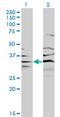 PIP antibody, LS-C133641, Lifespan Biosciences, Western Blot image 
