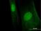 MAGE Family Member B6 antibody, H00158809-B01P, Novus Biologicals, Immunofluorescence image 