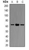 5-Hydroxytryptamine Receptor 6 antibody, orb85804, Biorbyt, Western Blot image 