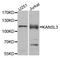 KAT8 Regulatory NSL Complex Subunit 3 antibody, orb374012, Biorbyt, Western Blot image 