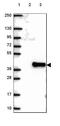 Iron-Sulfur Cluster Assembly Factor IBA57 antibody, HPA030555, Atlas Antibodies, Western Blot image 