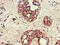 Sorting Nexin 17 antibody, CSB-PA614877LA01HU, Cusabio, Immunohistochemistry frozen image 