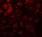 RAB Guanine Nucleotide Exchange Factor 1 antibody, NBP1-76548, Novus Biologicals, Immunocytochemistry image 