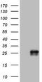 Adiponectin, C1Q And Collagen Domain Containing antibody, CF804680, Origene, Western Blot image 