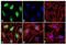 ATR Serine/Threonine Kinase antibody, 710746, Invitrogen Antibodies, Immunofluorescence image 