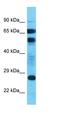 Putative uncharacterized protein C6orf124 antibody, orb325040, Biorbyt, Western Blot image 