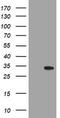 N-Acetylneuraminic Acid Phosphatase antibody, TA504598S, Origene, Western Blot image 