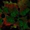 Zinc Finger Protein 560 antibody, NBP2-68804, Novus Biologicals, Immunocytochemistry image 