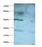 VOPP1 WW Domain Binding Protein antibody, MBS715588, MyBioSource, Western Blot image 