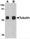 alpha-Tubulin antibody, 5103, ProSci Inc, Western Blot image 
