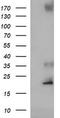 Cytochrome B-245 Chaperone 1 antibody, M31653, Boster Biological Technology, Western Blot image 