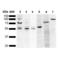 KDEL Tetrapeptide antibody, LS-C776796, Lifespan Biosciences, Western Blot image 
