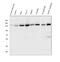 Ubiquitin Specific Peptidase 7 antibody, M01239-1, Boster Biological Technology, Western Blot image 