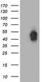 BECN1 antibody, CF502527, Origene, Western Blot image 