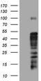 Methylcytosine dioxygenase TET3 antibody, CF803930, Origene, Western Blot image 