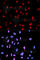 c-met antibody, AP0078, ABclonal Technology, Immunofluorescence image 