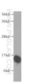 Hint antibody, 10717-1-AP, Proteintech Group, Western Blot image 