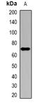 Sterol O-acyltransferase 1 antibody, orb382049, Biorbyt, Western Blot image 