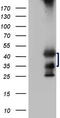 TARBP2 Subunit Of RISC Loading Complex antibody, CF808239, Origene, Western Blot image 