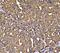Calnexin antibody, A03372-2, Boster Biological Technology, Immunohistochemistry paraffin image 