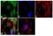 ADAM Metallopeptidase With Thrombospondin Type 1 Motif 9 antibody, GTX79416, GeneTex, Immunofluorescence image 