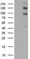 ALK Receptor Tyrosine Kinase antibody, TA801290S, Origene, Western Blot image 