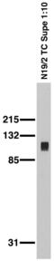DLG3 antibody, 73-058, Antibodies Incorporated, Western Blot image 