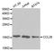 C-C Motif Chemokine Ligand 28 antibody, TA332576, Origene, Western Blot image 