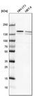 ATP-dependent RNA helicase A antibody, HPA028050, Atlas Antibodies, Western Blot image 
