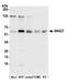 Sorting nexin-27 antibody, A305-439A, Bethyl Labs, Western Blot image 