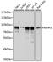 RNA Polymerase II Associated Protein 3 antibody, LS-C750209, Lifespan Biosciences, Western Blot image 