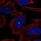 Deleted In Malignant Brain Tumors 1 antibody, NBP2-38471, Novus Biologicals, Immunofluorescence image 