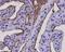 Microseminoprotein Beta antibody, orb154055, Biorbyt, Immunohistochemistry paraffin image 
