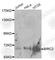 Baculoviral IAP Repeat Containing 2 antibody, A0985, ABclonal Technology, Western Blot image 