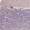 Calcium-binding protein 1 antibody, HPA051438, Atlas Antibodies, Immunohistochemistry frozen image 