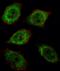 DCTN1 antibody, orb69717, Biorbyt, Immunofluorescence image 