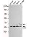 CRK Proto-Oncogene, Adaptor Protein antibody, TA346922, Origene, Western Blot image 