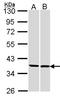 Family With Sequence Similarity 50 Member A antibody, LS-C185821, Lifespan Biosciences, Western Blot image 