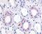 Epoxide hydrolase 2 antibody, 48-376, ProSci, Immunohistochemistry paraffin image 