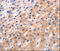 Ras-related protein Rab-34 antibody, MBS2527662, MyBioSource, Immunohistochemistry paraffin image 