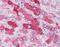 Glucagon receptor antibody, NLS4258, Novus Biologicals, Immunohistochemistry frozen image 