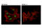 p180 antibody, 14197S, Cell Signaling Technology, Immunocytochemistry image 