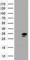Quinolinate Phosphoribosyltransferase antibody, CF501521, Origene, Western Blot image 