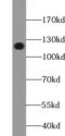 Integrin Subunit Alpha 2b antibody, FNab01478, FineTest, Western Blot image 