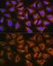 Dentin sialophosphoprotein antibody, GTX64453, GeneTex, Immunofluorescence image 