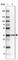 Family With Sequence Similarity 192 Member A antibody, HPA054382, Atlas Antibodies, Western Blot image 