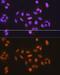 Minichromosome Maintenance Complex Component 5 antibody, GTX33310, GeneTex, Immunofluorescence image 