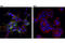 Angiomotin antibody, 43130S, Cell Signaling Technology, Immunocytochemistry image 