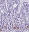 Defensin-5 antibody, NBP1-84282, Novus Biologicals, Immunohistochemistry frozen image 